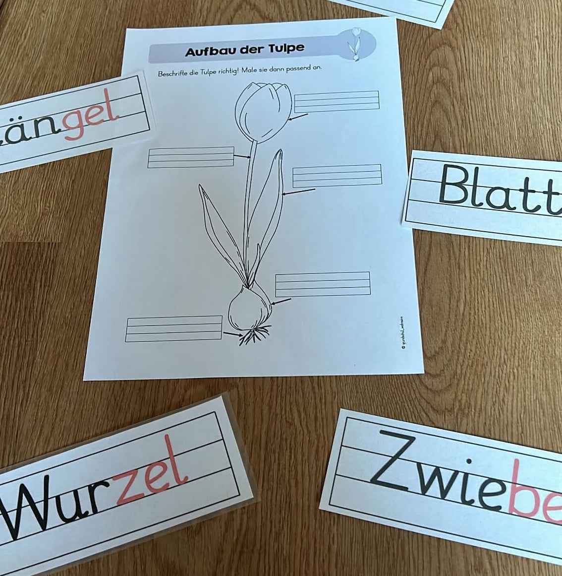 Frühblüher Kartei Kl.1