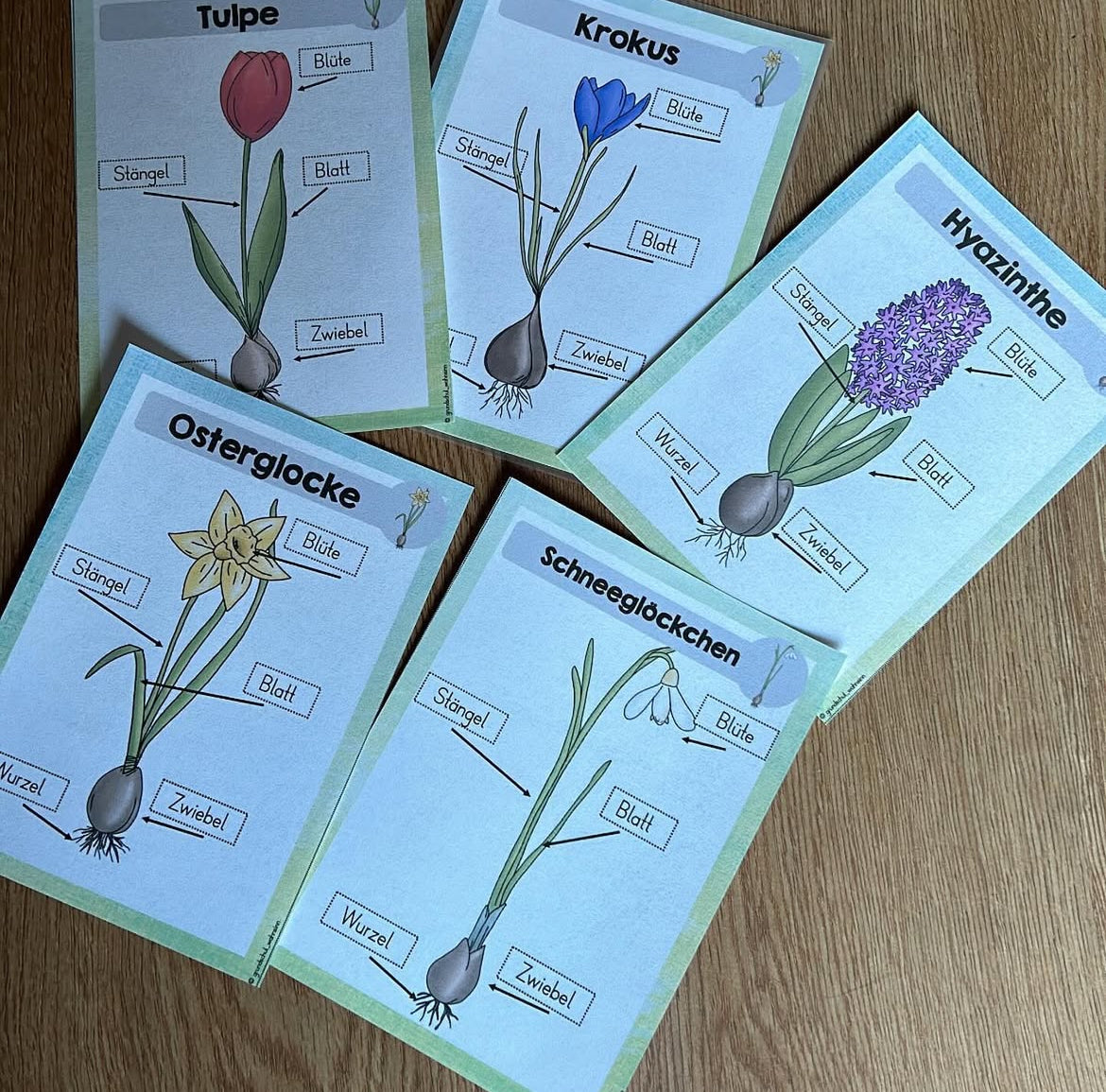 Sachunterricht Bundles