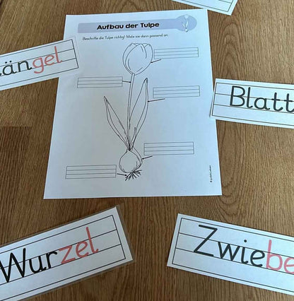 Frühblüher Kartei Kl.1
