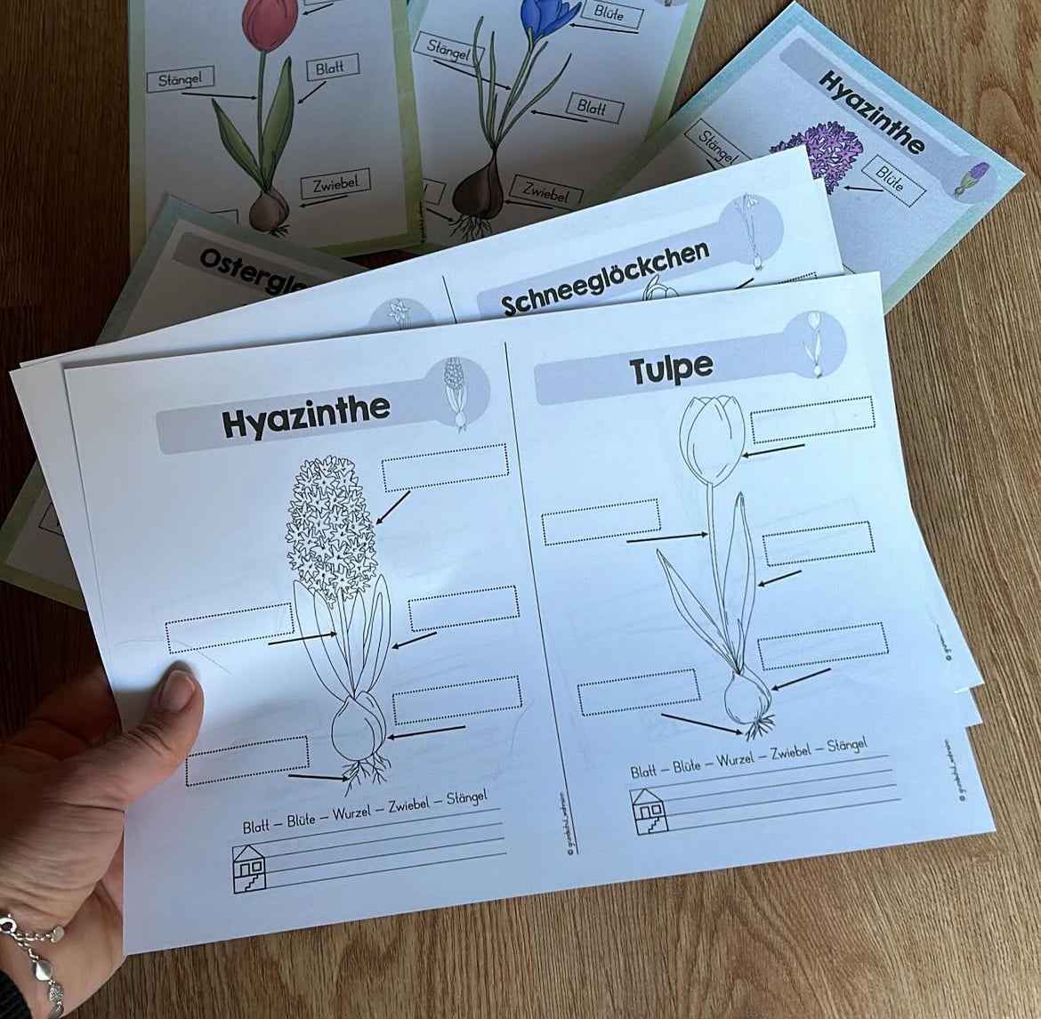Frühblüher Kartei Kl.1
